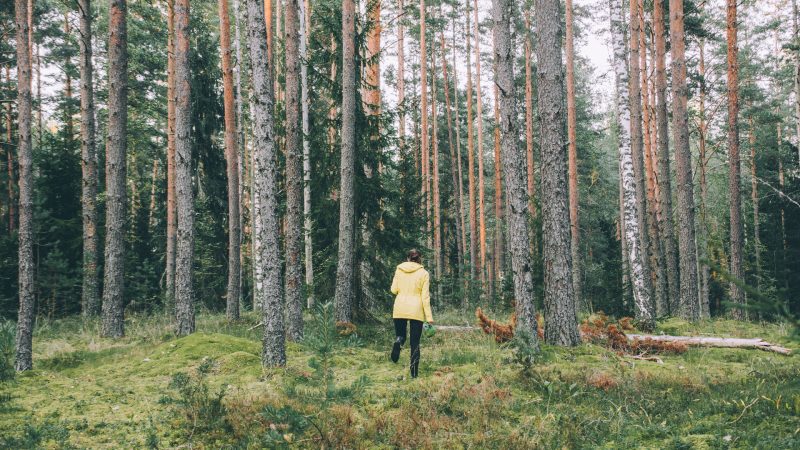 Finnland Wald