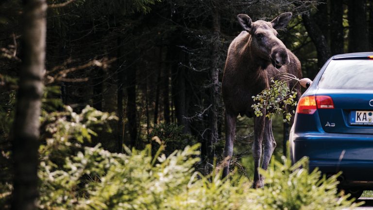 Mit Auto nach Schweden