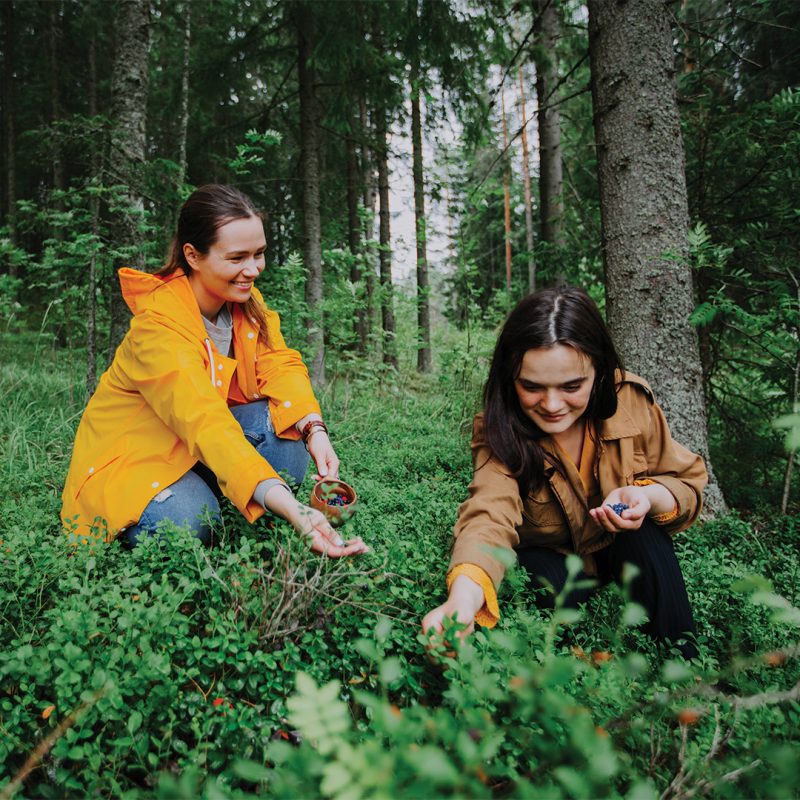 Finland skog