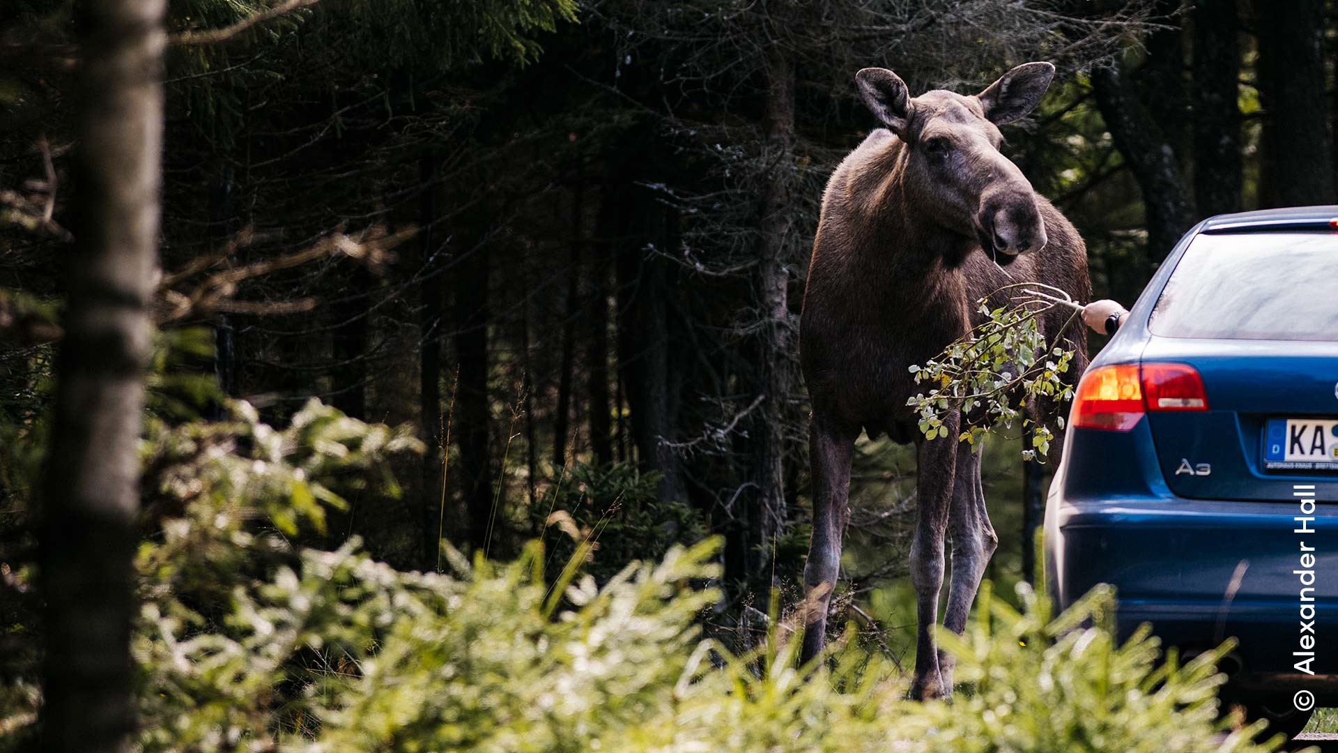 Elch in Schweden wird aus dem Auto heraus gefüttert. 