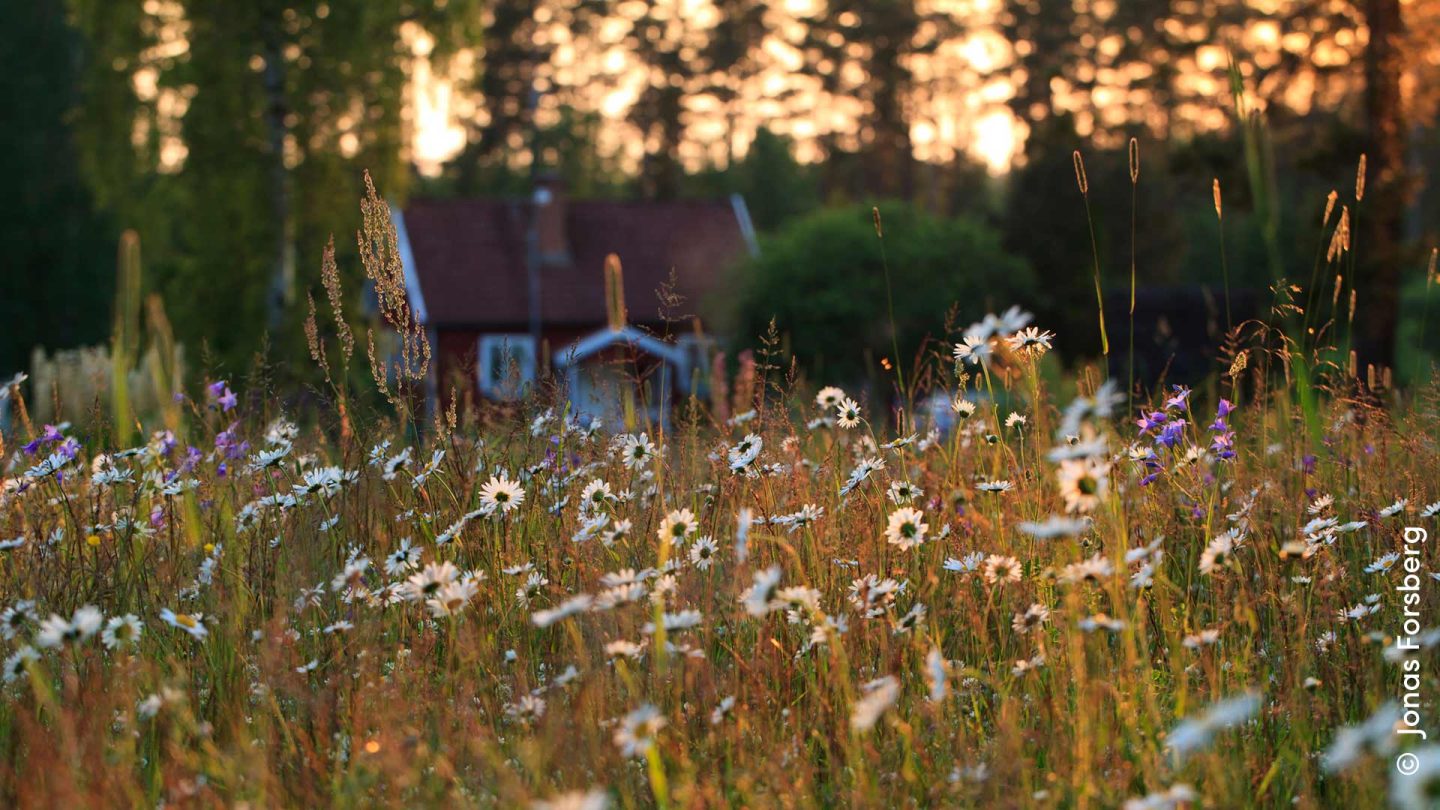 Mittsommer Feste Schweden