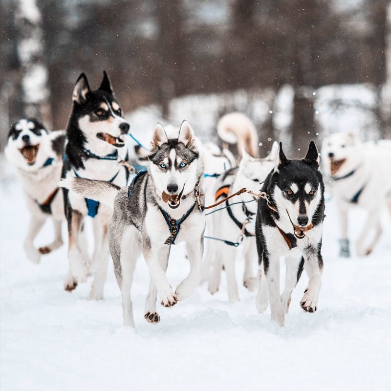 Huskytour im südfinnischen Espoo