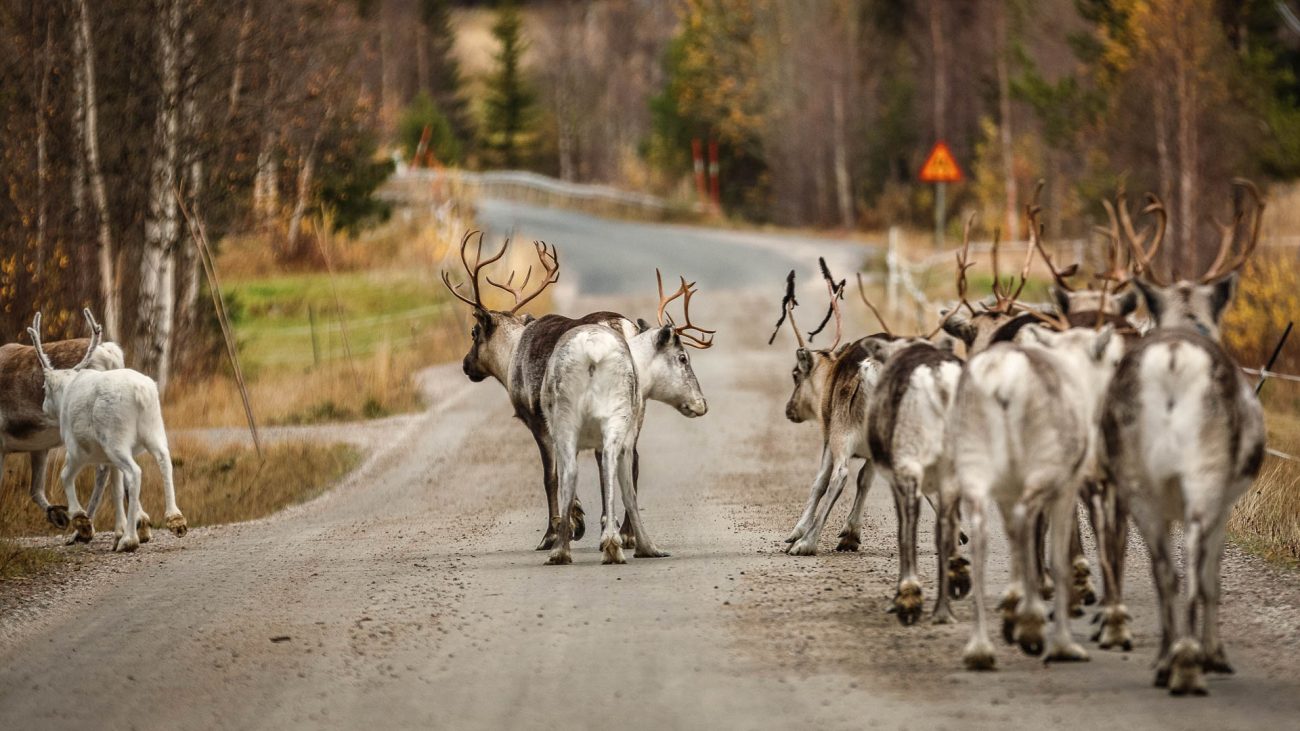 Verkehrshindernisse mit Fell in Lappland