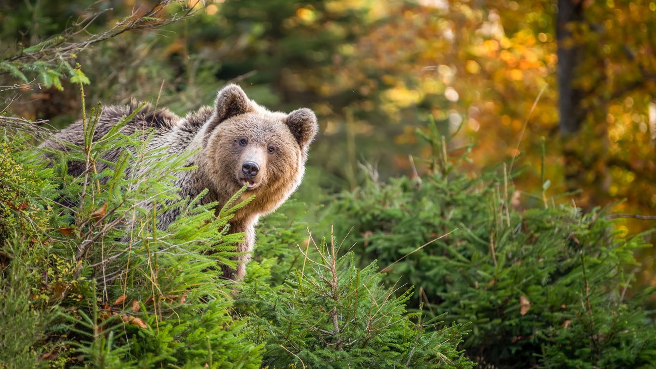 Braunbär in Finnland.