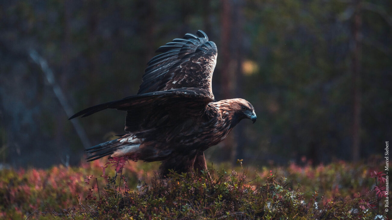 Adler auf Moosweide in Ruka-Kuusamo
