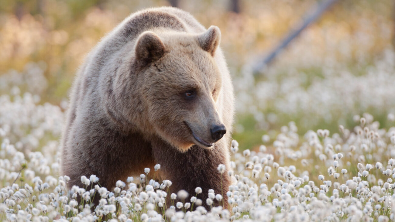 Braunbär in Blumenwiese in Ruka-Kuusamo