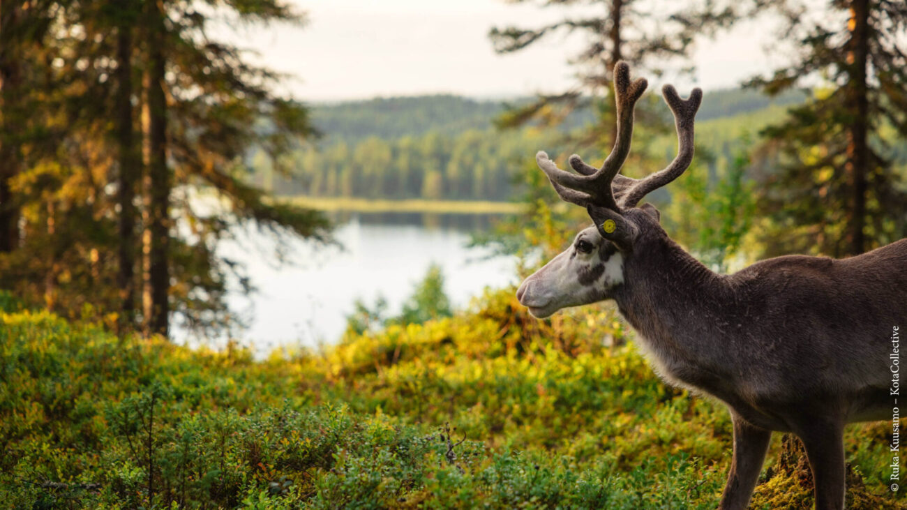 Vesku das Rentier im Wald vor einem See