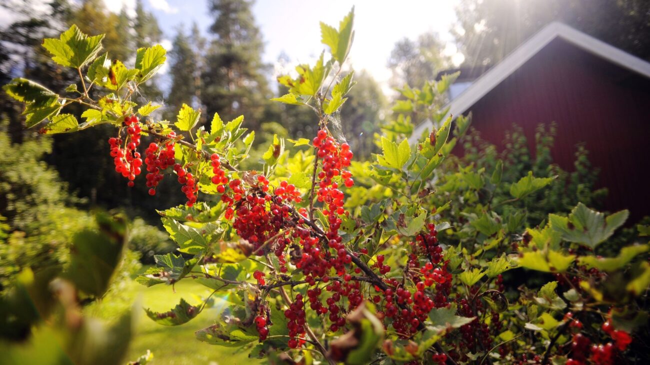 Johannisbeerstrauch in einem finnischen Garten in Finnlands Wohlfühlregion Mikkeli.