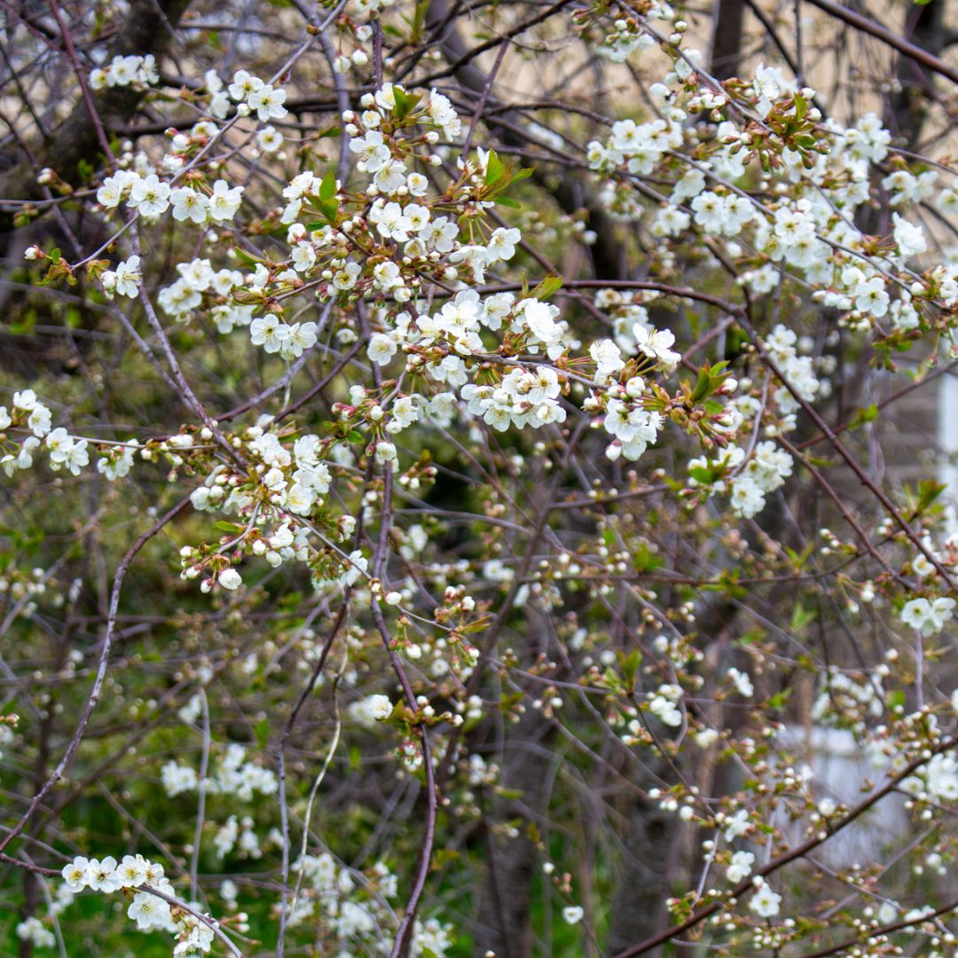 Frühlingsblüten auf den Aland-Inseln