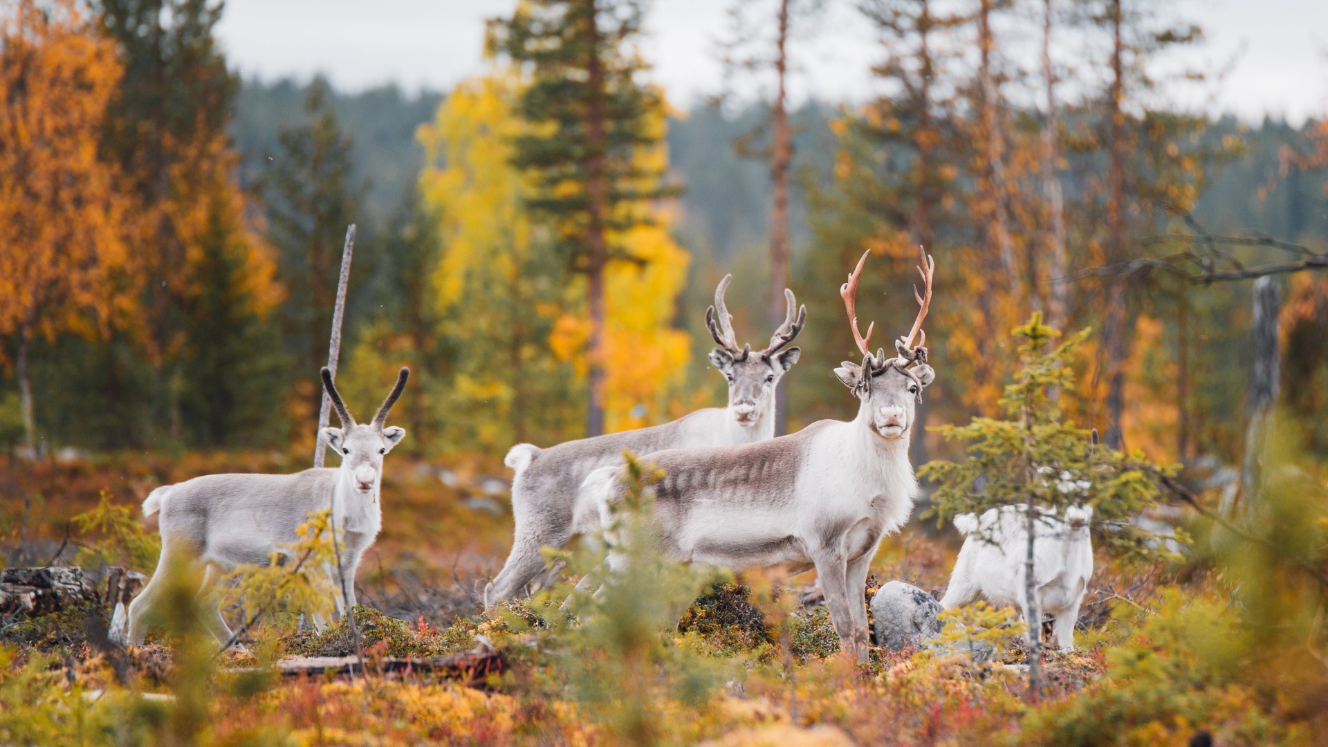 Rentiere im herbstlichen Wald
