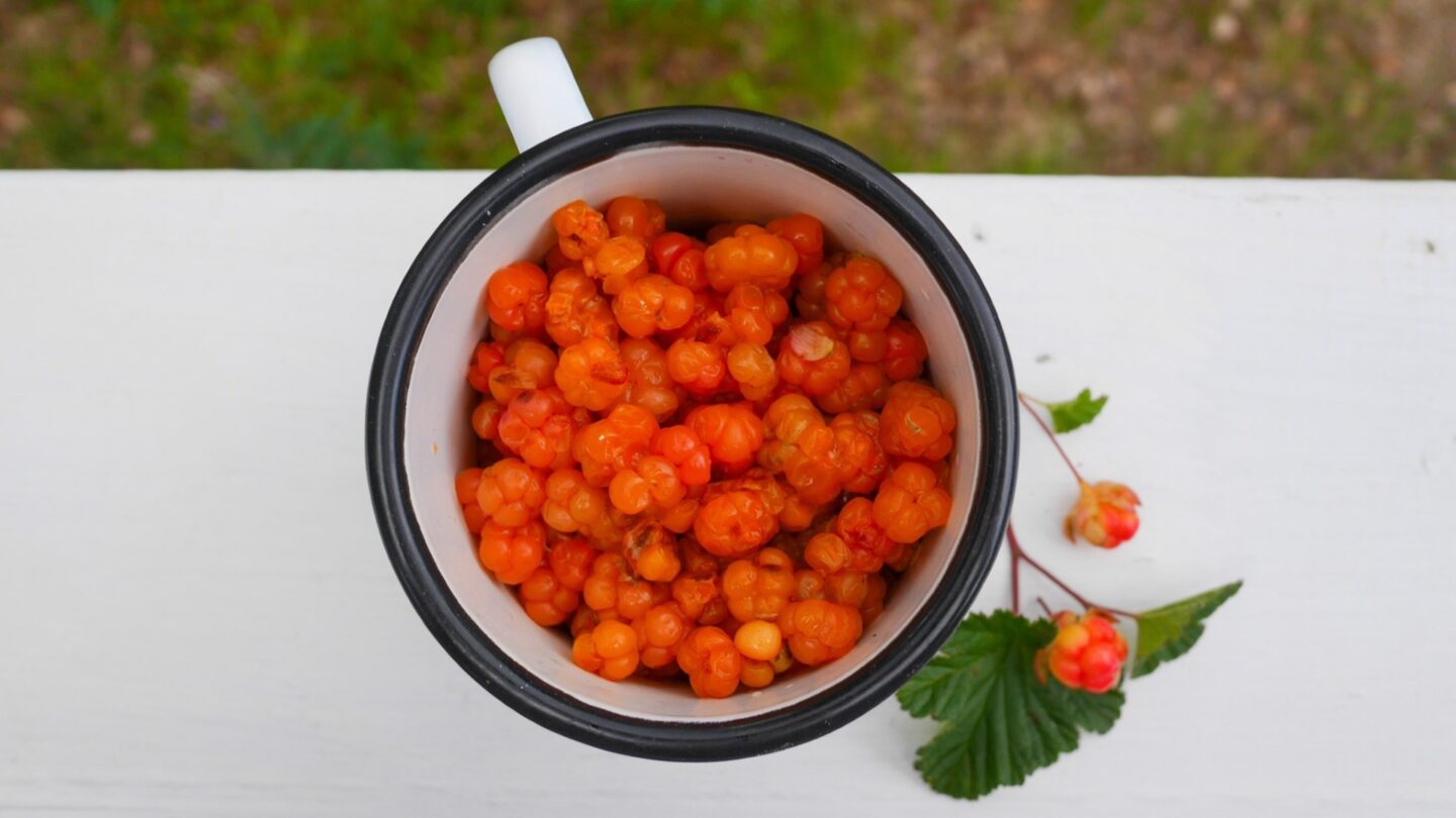 Moltebeeren in einer Tasse
