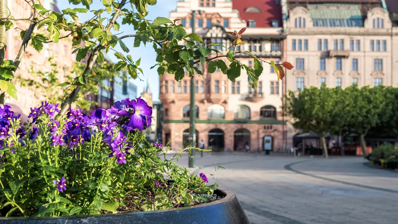 Kwitnące kwiaty na placu Ratuszowym w Malmö