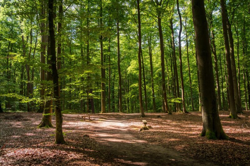Bild på en skogsdunge i nationalparken Wolin.,